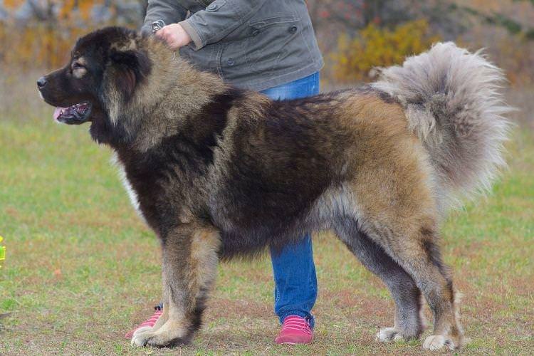 Кавказька вівчарка - Найслухняніші породи собак