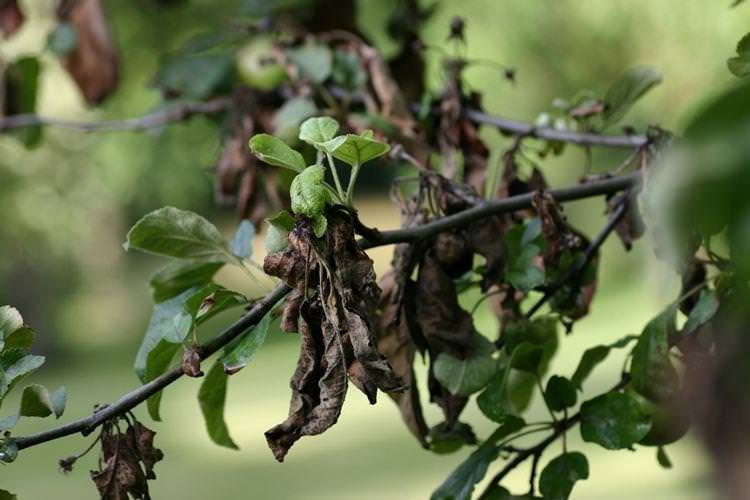 Чорніє листя - Хвороби листя груші