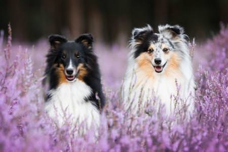 Середні породи собак: назви та фото (каталог)