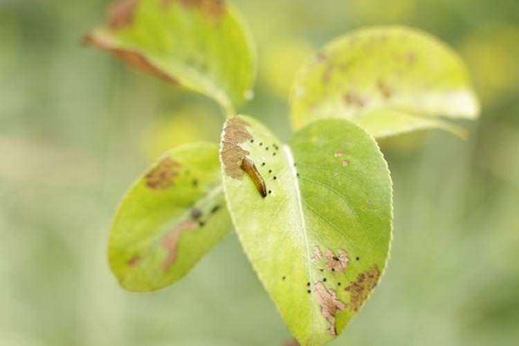 Блідне та світле листя - Хвороба листя груші