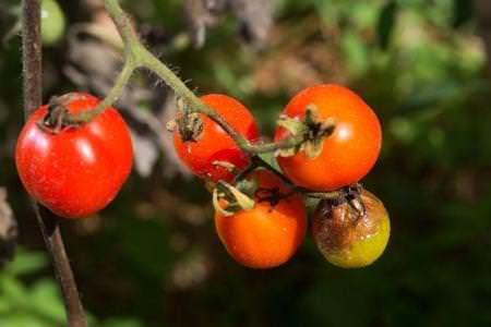 Фітофтора на помідорах: як боротися, чим обробити