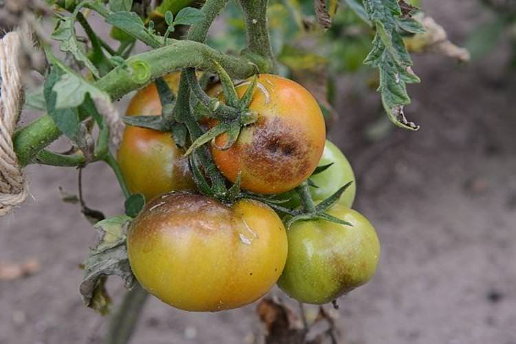 Фітофтора на помідорах - Що це