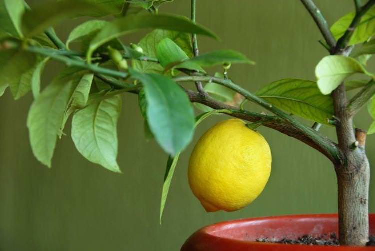 Лимонне дерево - Кімнатні квіти які мають бути в кожному будинку