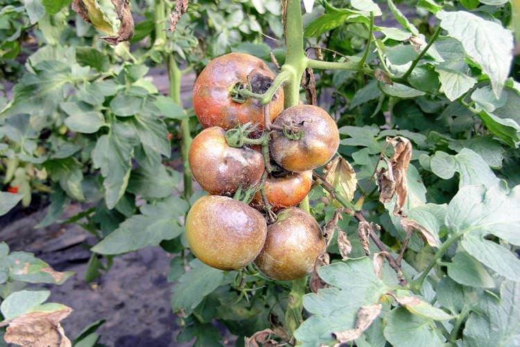 Причини появи фітофтори на помідорах