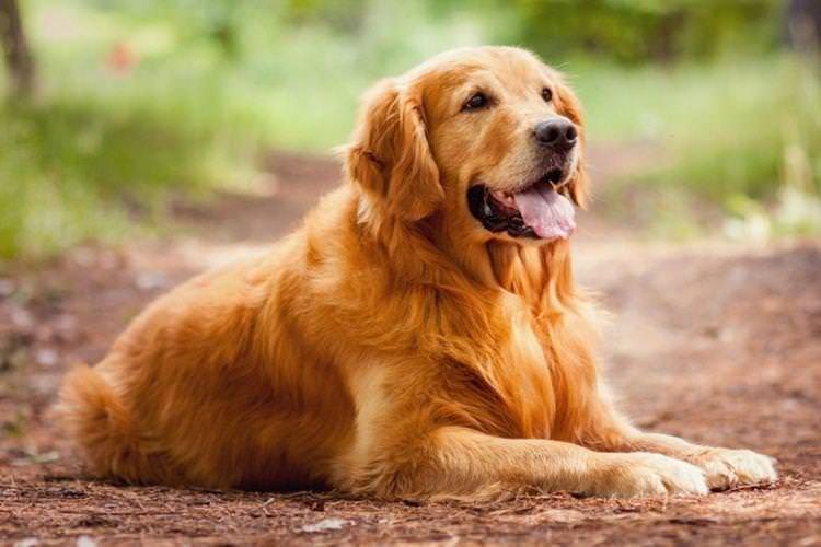 Золотистий ретрівер - Середні породи собак