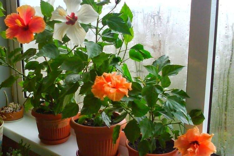 Гібіскус - Кімнатні рослини для дітей
