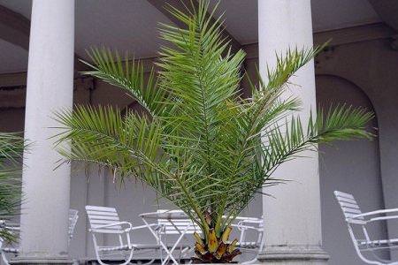 Фінікова пальма (50 фото): види, догляд та вирощування в домашніх умовах
