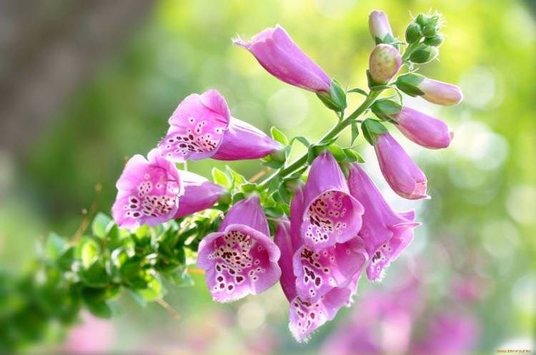 Наперстянка - Квіти схожі на дзвіночки