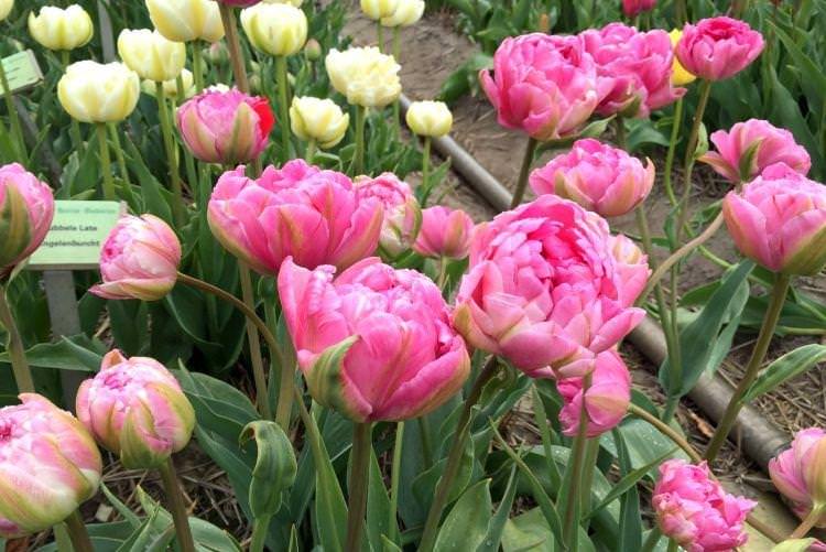 Махровий тюльпан - Квіти схожі на півонії