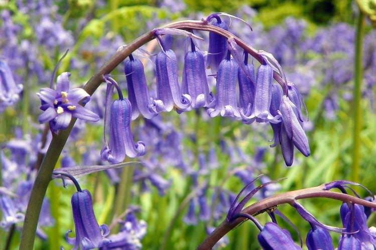 Гіацинтоїдес - Квіти схожі на дзвіночки