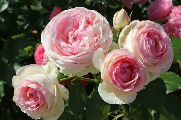 Роза Eden Rose - Квіти схожі на півонії