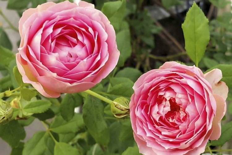 Роза Остіна - Квіти схожі на півонії