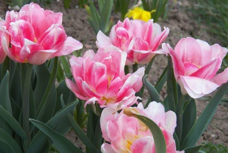 Тюльпан Анжеліка - Квіти схожі на півонії