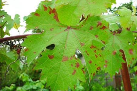 Хвороби листя винограду: описи з фото, лікування