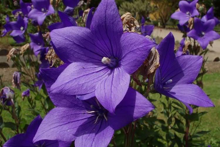 Платикодон - Квіти схожі на дзвіночки
