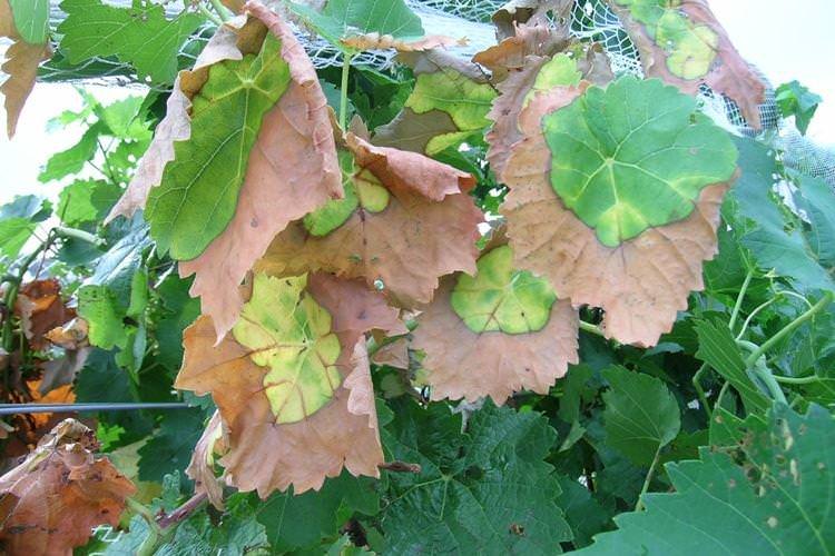 Листя жовтіє і сохне - Хвороби листя винограду