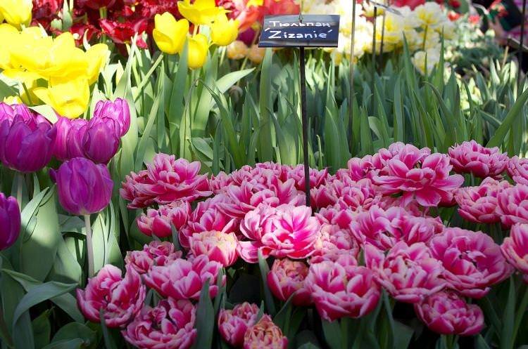 Тюльпан Зізані - Квіти схожі на півонії