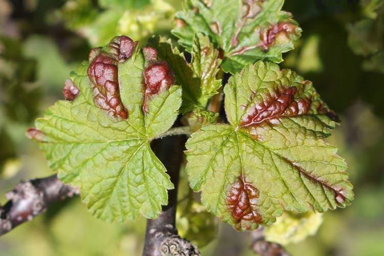 Галлова попелиця - Червоні плями на листі смородини