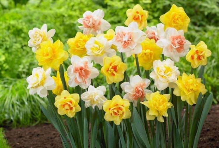 Нарцис Клумба - Квіти схожі на півонії