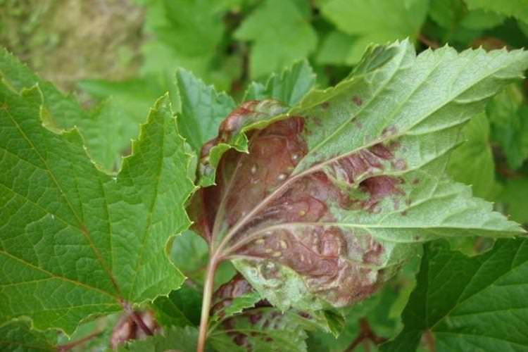 Весняна обробка - Червоні плями на листі смородини