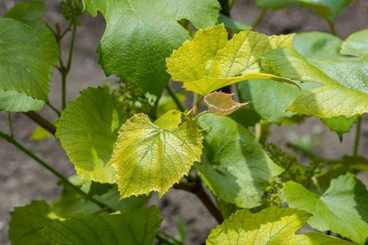Блідне та світле листя - Хвороби листя винограду