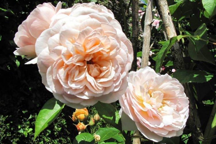 Роза Sweet Juliet - Квіти схожі на півонії