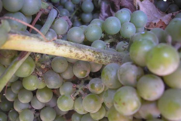Оідіум - Хвороби винограду, опис з фото та лікування