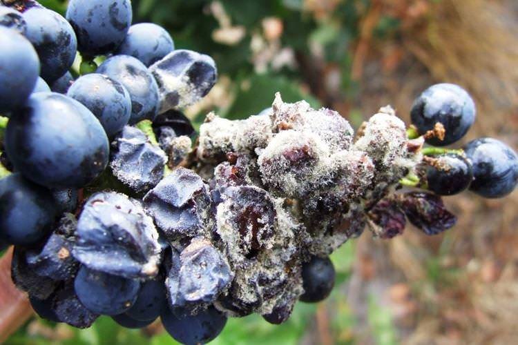 Біла гнилизна - Хвороби винограду, опис з фото та лікування