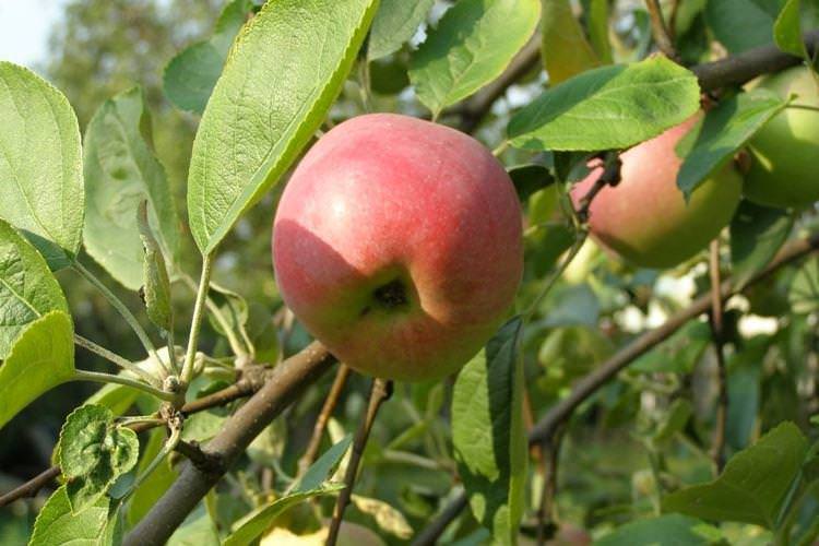 Грунт - Догляд за яблунею Мельба