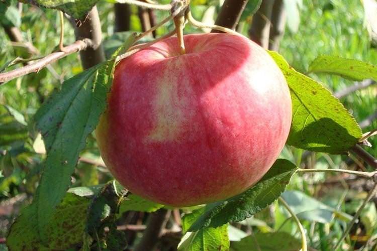 Розмноження та запилення - Догляд за яблунею Мельба