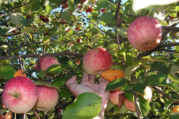 Обрізка - Догляд за яблунею Мельба