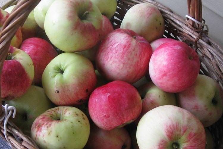 Збір врожаю - Догляд за яблунею Мельба