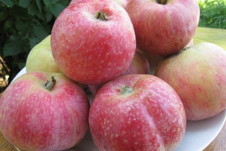 Збір врожаю - Догляд за яблунею Цукеркове