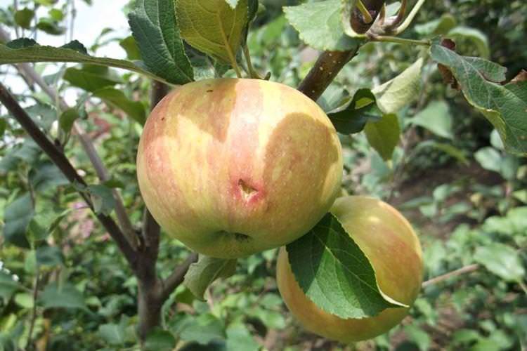 Збір врожаю - Догляд за яблунею Медуницею