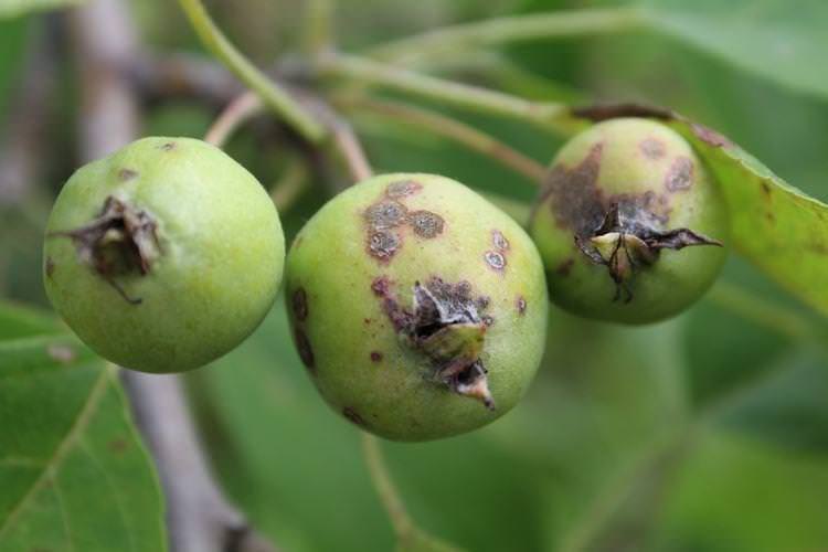 Хвороби та шкідники - Догляд за яблунею Медуницею