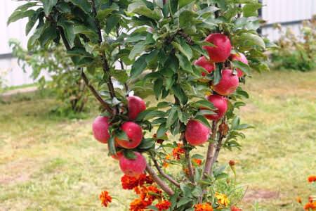 Колонновидна яблуня: сорти, догляд та вирощування (фото)