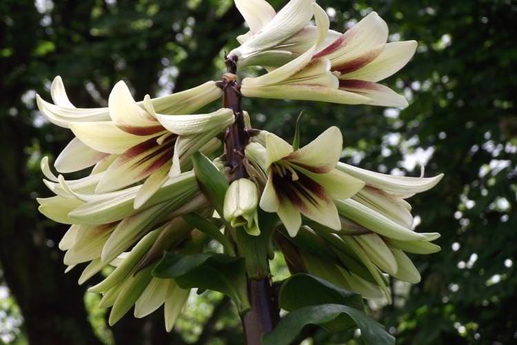 Кардіокринум - Квіти схожі на лілії