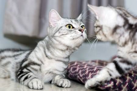 Короткошерсні породи кішок: назви та фото