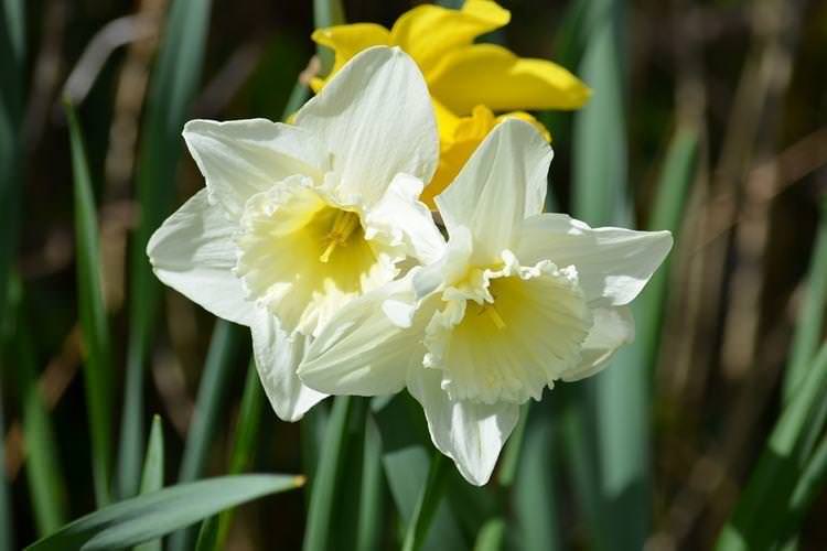 Нарцис - Квіти схожі на лілії