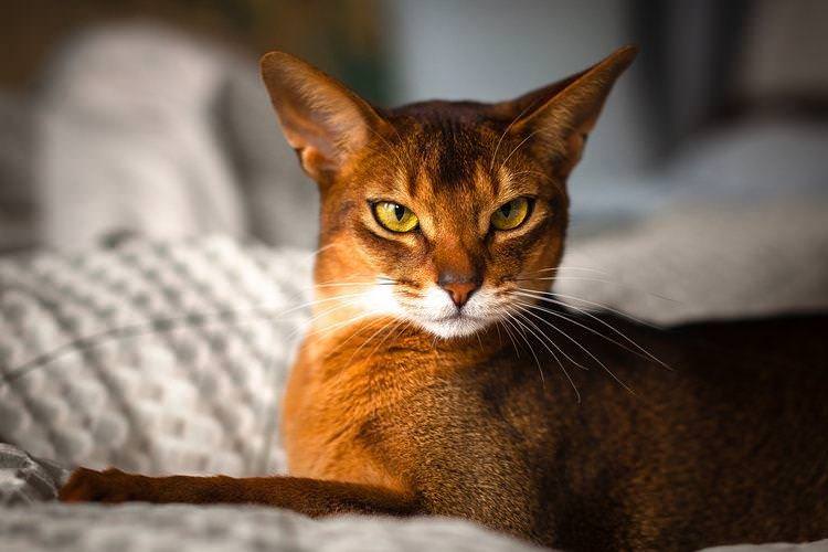 Абіссінська - Короткошерсні породи кішок