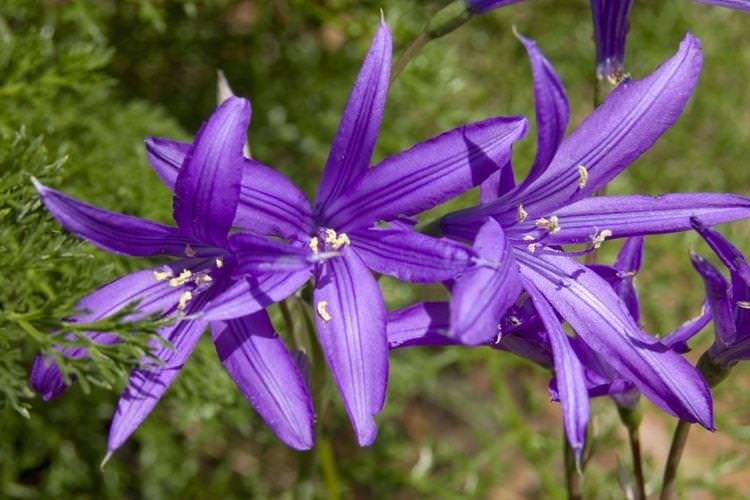 Татарський іксіоліріон - Квіти схожі на лілії