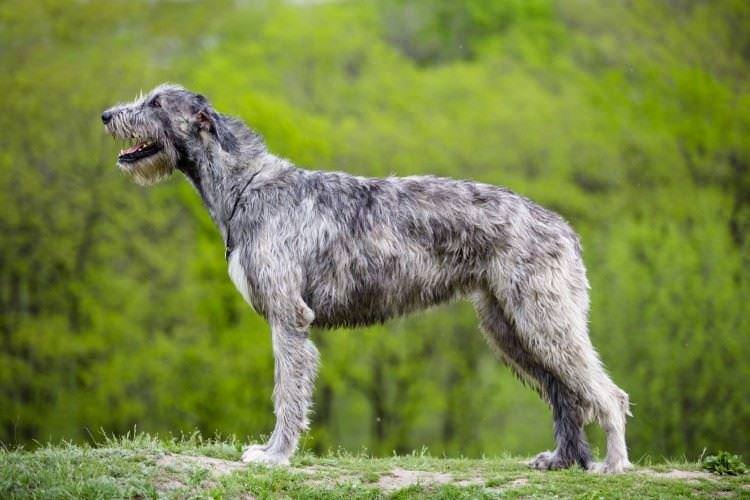 Ірландський вовкодав - Великі породи собак