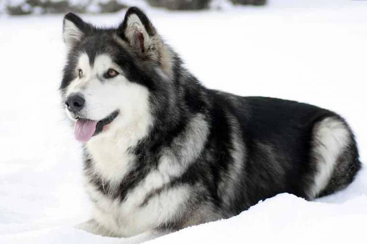Аляскінський маламут - Великі породи собак