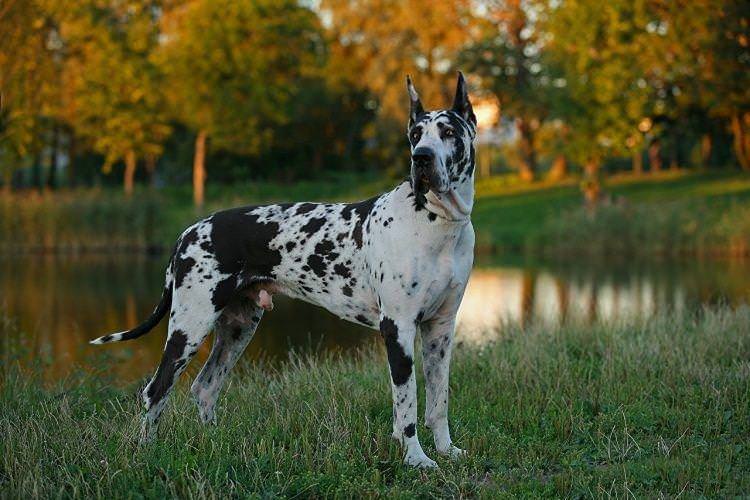 Німецький дог - Великі породи собак