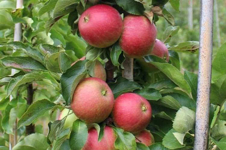 Васюган - Сорти колоновидної яблуні