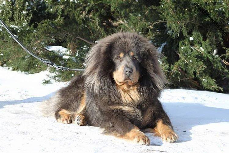 Тибетський мастиф - Великі породи собак