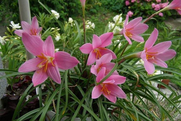 Зефірантес - Квіти схожі на лілії