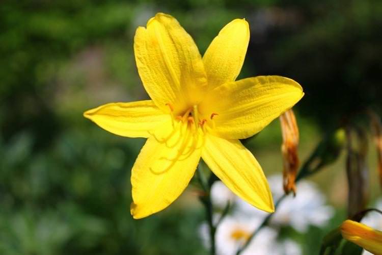 Лілейник - Квіти схожі на лілії