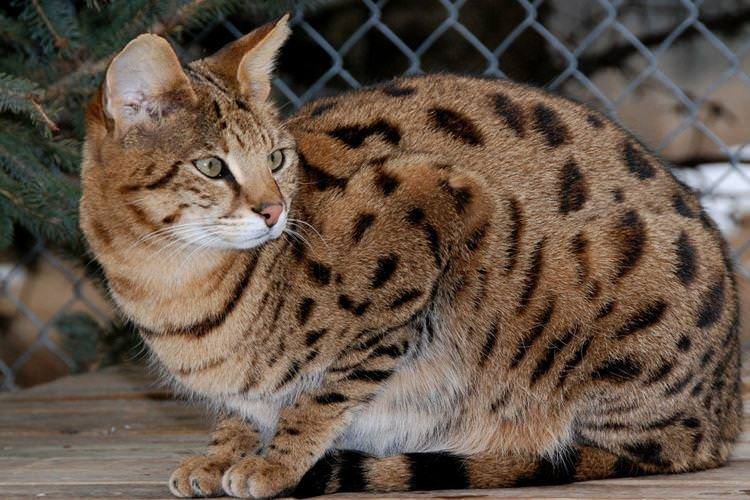 Саванна - Короткошерсні породи кішок