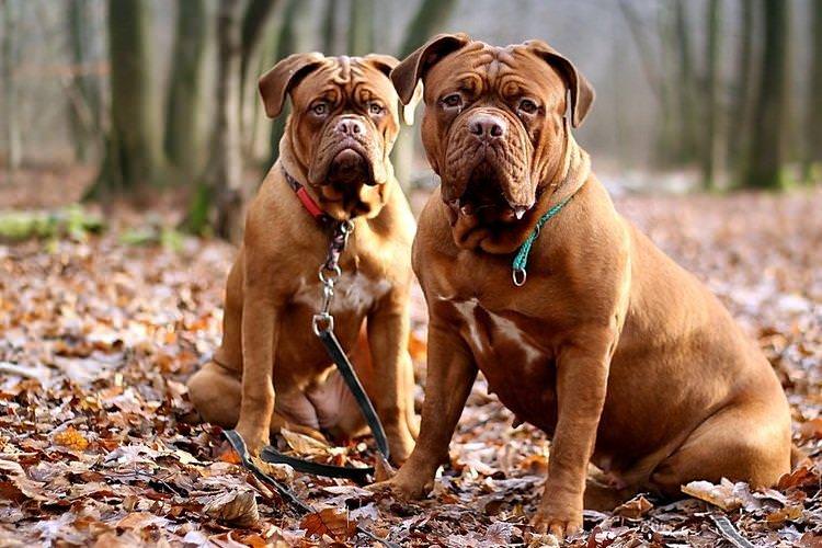Бордоський дог, французький мастиф - Бійцівські породи собак
